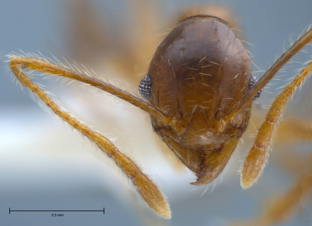 Pheidole orophila minor frontal