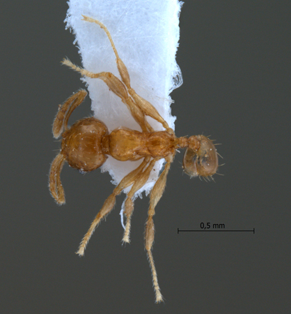 Pheidole planidorsum dorsal