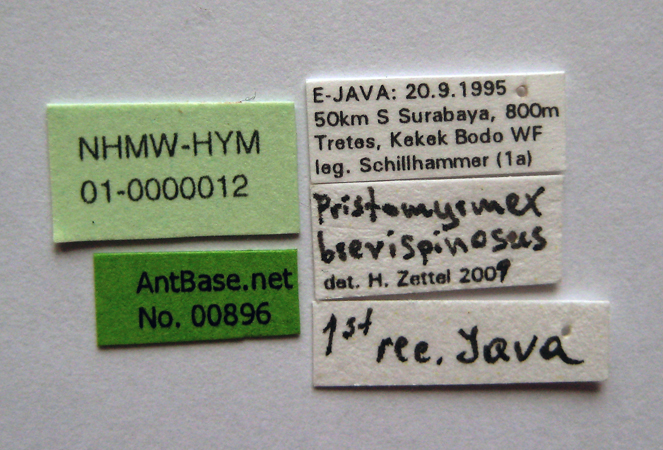 Pristomyrmex brevispinosus label