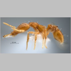 Strumigenys rofocala Bolton, 2000 lateral