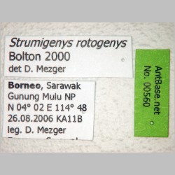 Strumigenys rotogenys Bolton, 2000 label
