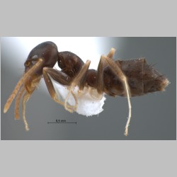 Technomyrmex kraepelini dark Forel, 1905 lateral