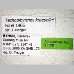 Technomyrmex kraepelini Forel, 1905 label