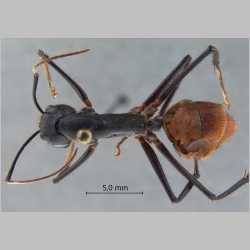 Camponotus gigas Latreille, 1802 dorsal