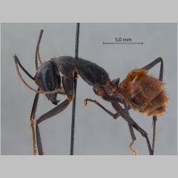 Camponotus gigas Latreille, 1802 lateral