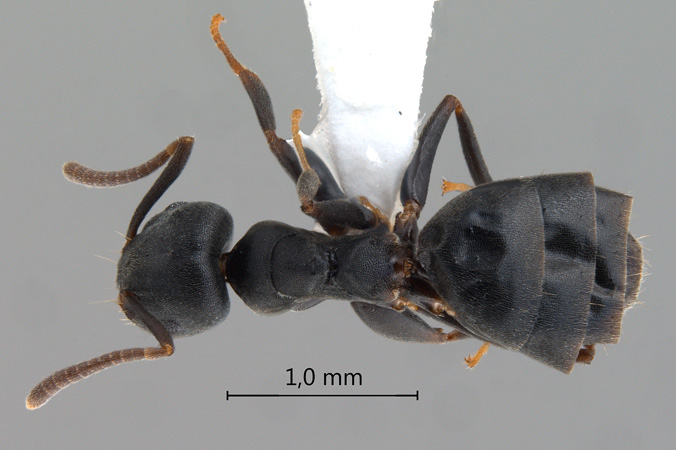 Technomyrmex brunneus dorsal