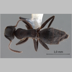 Technomyrmex butteli Forel, 1913 dorsal