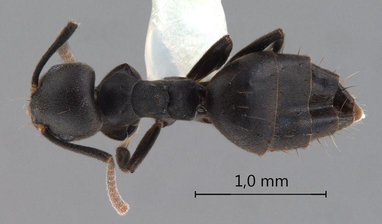 Technomyrmex rotundiceps dorsal