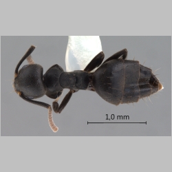 Technomyrmex rotundiceps Karavaiev, 1926 dorsal