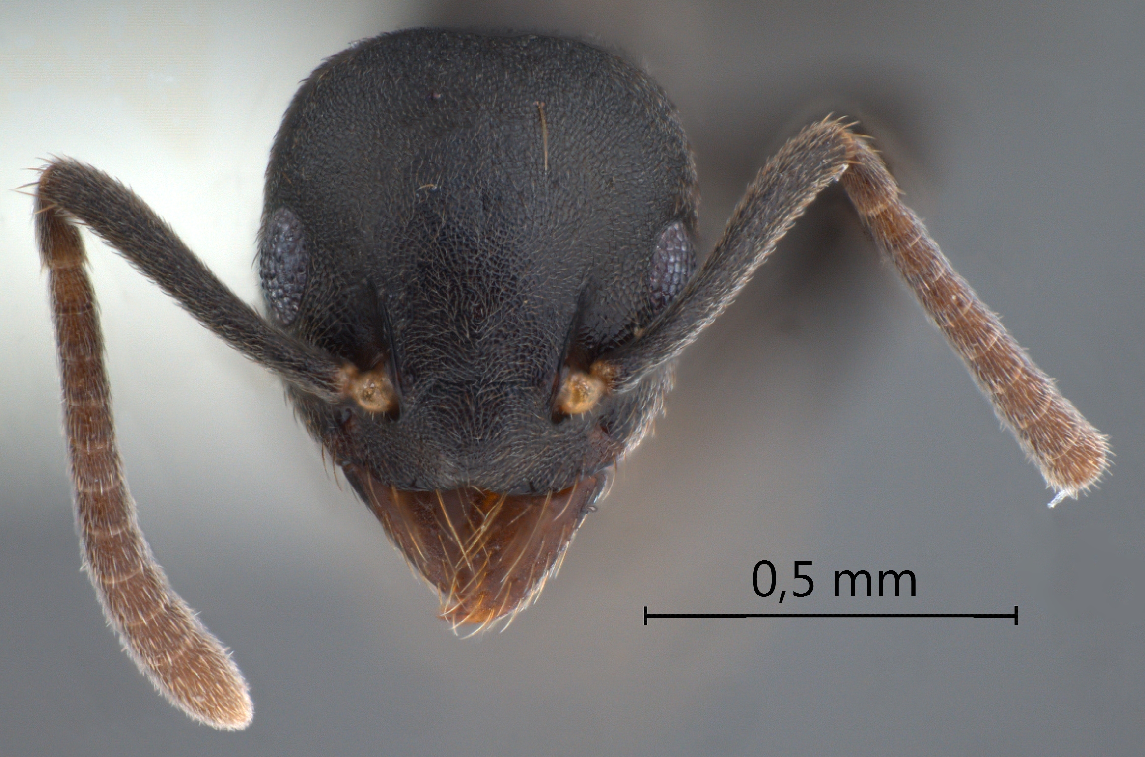 Technomyrmex rotundiceps frontal