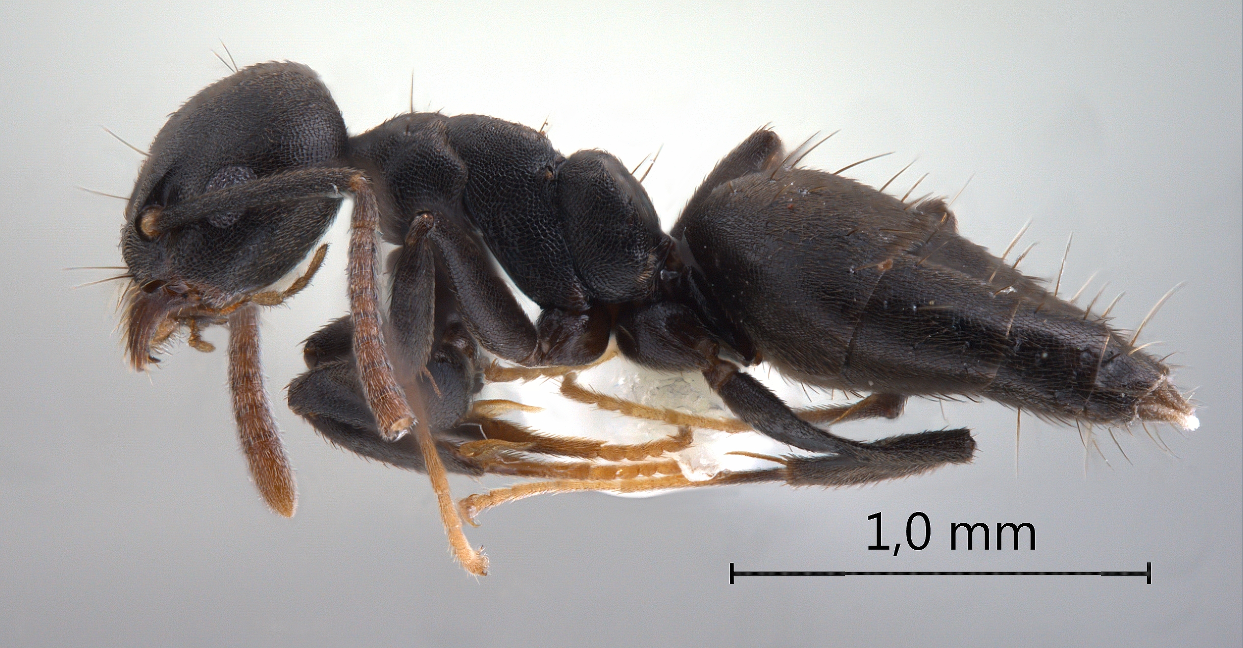 Technomyrmex rotundiceps lateral