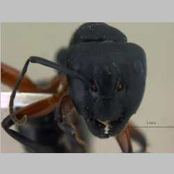 Camponotus himalayanus Forel, 1893 frontal