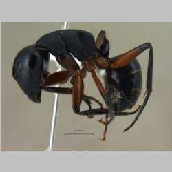 Camponotus himalayanus Forel, 1893 lateral
