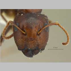 Camponotus nirvanae Forel, 1893 frontal