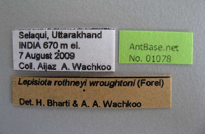 Lepisiota rothneyi wroughtonii label