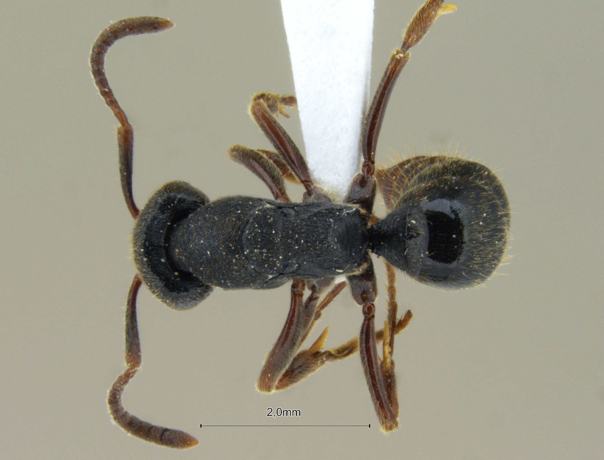 Pachycondyla striolata dorsal