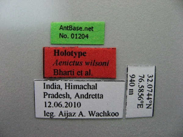 Aenictus wilsoni label