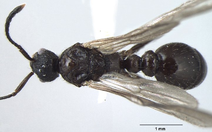 Myrmica nefaria male dorsal