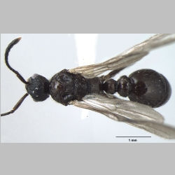 Myrmica nefaria male Bharti, 2012 dorsal