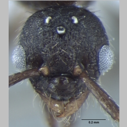 Myrmica nefaria male Bharti, 2012 frontal