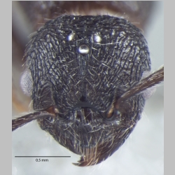 Myrmica nefaria queen Bharti, 2012 frontal