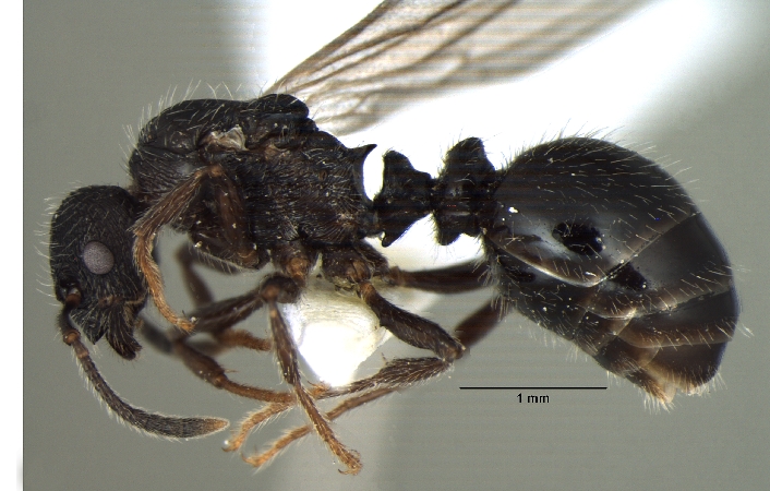 Myrmica nefaria queen lateral
