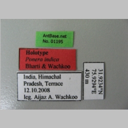 Ponera indica Bharti & Wachkoo, 2012 label