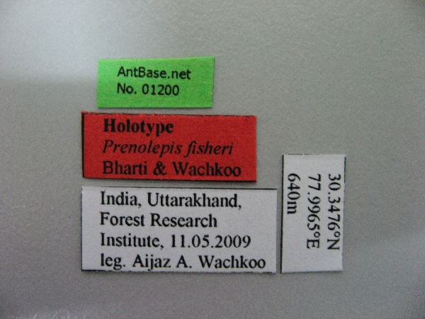 Prenolepsis fisheri label