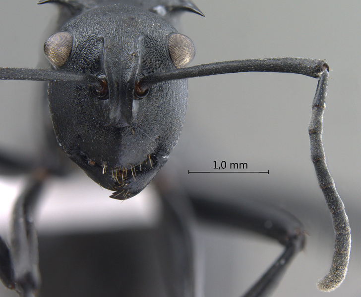 Polyrhachis dimoculata frontal