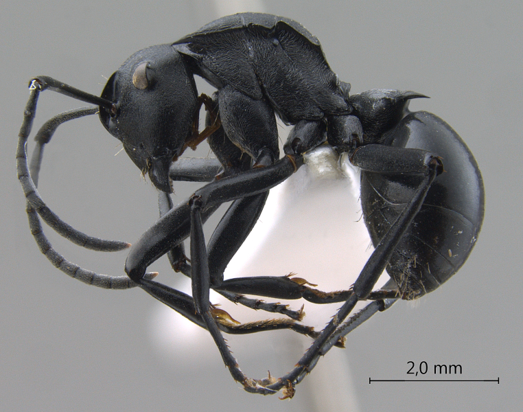  Polyrhachis dimoculata lateral