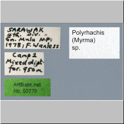 Polyrhachis (Myrma) sp. a Kohout 2013