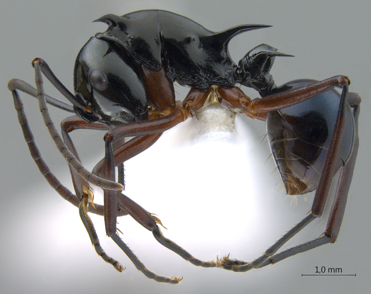  Polyrhachis (Myrmhopla) sp. a lateral