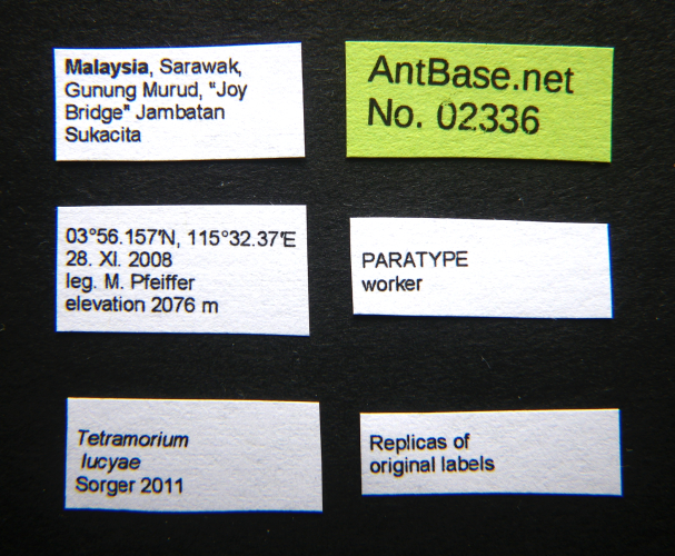 Tetramorium lucyae label