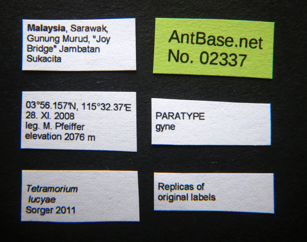 Tetramorium lucyae label