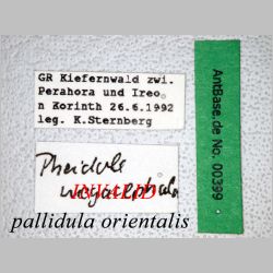 Pheidole pallidula Fabricius, 1793 label