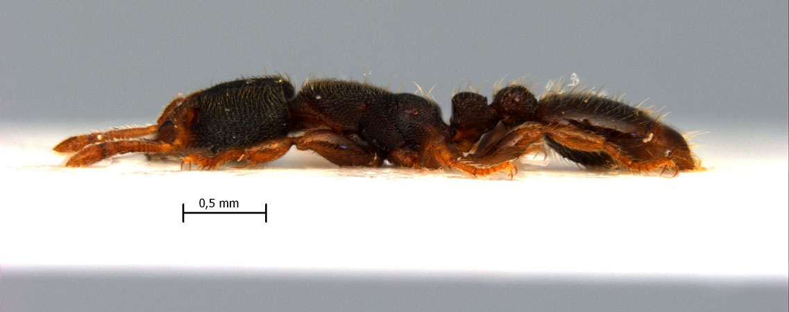 Vollenhovia sp lateral