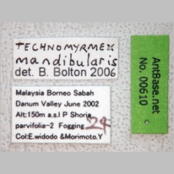 Technomyrmex mandibularis Bolton, 2007 label