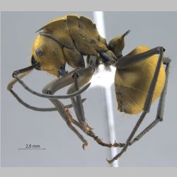 Polyrhachis beccarii Mayr, 1872 lateral