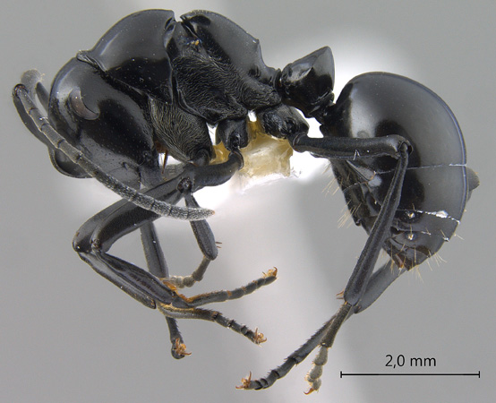 Polyrhachis boltoni lateral