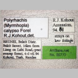 Polyrhachis calypso Forel, 1911 label