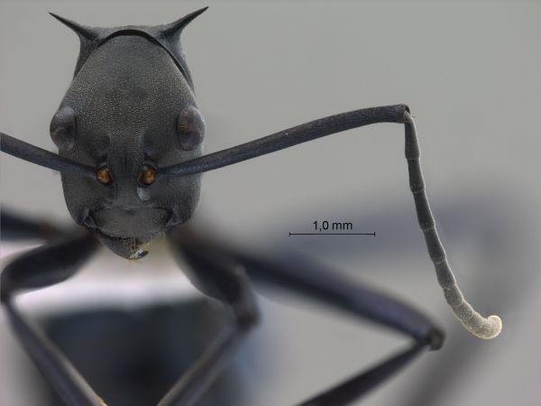 Polyrhachis chalybea frontal