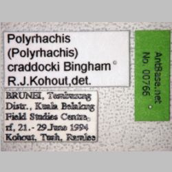 Polyrhachis craddocki Bingham, 1903 label