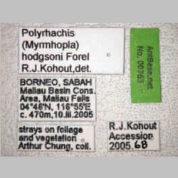 Polyrhachis hodgsoni Forel, 1902 label