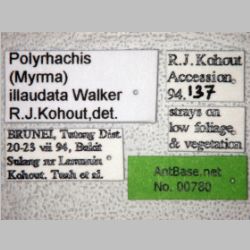 Polyrhachis illaudata Walker, 1859 label