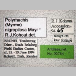 Polyrhachis nigropilosa Mayr, 1872 label