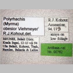 Polyrhachis obesior Viehmeyer, 1916 label