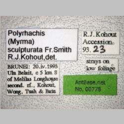 Polyrhachis sculpturata Smith, 1860 label