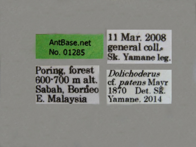 Dolichoderus cf.patens label