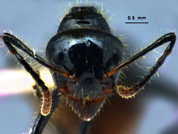 Dolichoderus sulcaticeps frontal