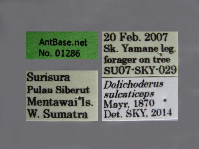 Dolichoderus sulcaticeps label